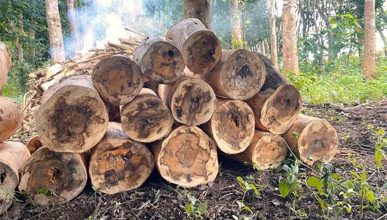 Kỳ nam được chia làm 4 loại, được phân loại dựa trên tính chất và màu, vị bao gồm: Bạch kỳ (màu trắng ngà, vô cùng quý hiếm), Thanh kỳ (màu xanh xám), Huỳnh kỳ (màu vàng nâu), Hắc kỳ (màu đen chàm). Ảnh: dadvanceagarwoodsolutions.