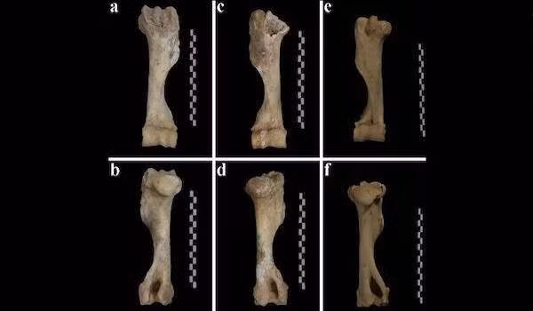 "Không có lý do gì để một quý bà như Cui Shi sử dụng lừa, chưa kể nó còn được cúng tế theo bà ấy sang thế giới bên kia. Đây là lần đầu tiên giới khảo cổ tìm thấy ngôi mộ như vậy", Songmei Hu, tác giả chính của cuộc nghiên cứu, chuyên gia tại Viện Khảo cổ Thiểm Tây, cho biết. Ảnh: Songmei Hu/Antiquity.