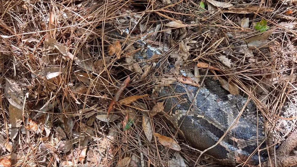 Các chuyên gia về động vật hoang dã tin rằng các loài săn mồi bản địa ở Everglades, bang Florida, Mỹ đang bắt đầu chống trả lại loài xâm lấn. Điều này xuất phát từ việc một con mèo rừng Florida đã "hạ gục" con trăn Miến Điện dài 4m. Ảnh: Ian Bartoszek Conservancy of Southwest Florida.