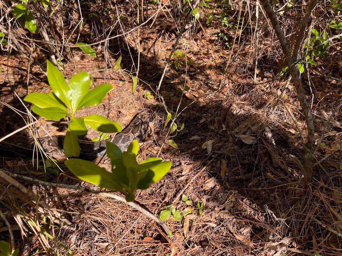 Nhà sinh vật học chuyên nghiên cứu về động vật hoang dã Ian Bartoszek thuộc Tổ chức Bảo tồn Tây Nam Florida đã tìm thấy xác con trăn Miến Điện gần thành phố Naples vào tháng 12/2022. Ảnh: The Conservancy of Southwest Florida.