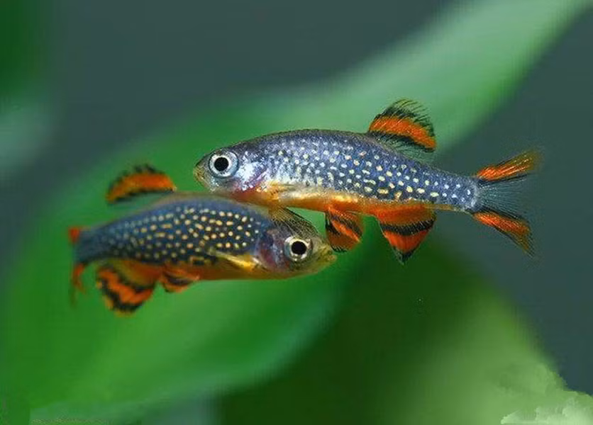 Cá Galaxy có màu sáng xanh và màu sắc vây sặc sỡ.