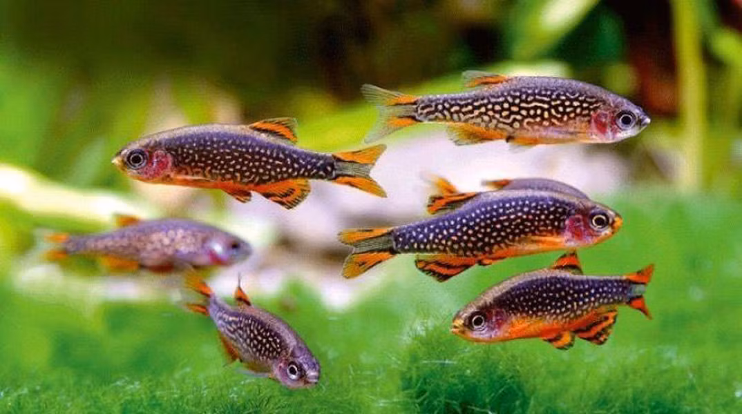 Cá Galaxy hay còn gọi là cá ngọc trai thiên đường, có danh pháp khoa học là "Danio margaritatus". Cá galaxy có kích thước nhỏ, thuộc họ cá chép. Loài cá này có nguồn gốc từ Myanmar với màu sắc rực rỡ rất đẹp.