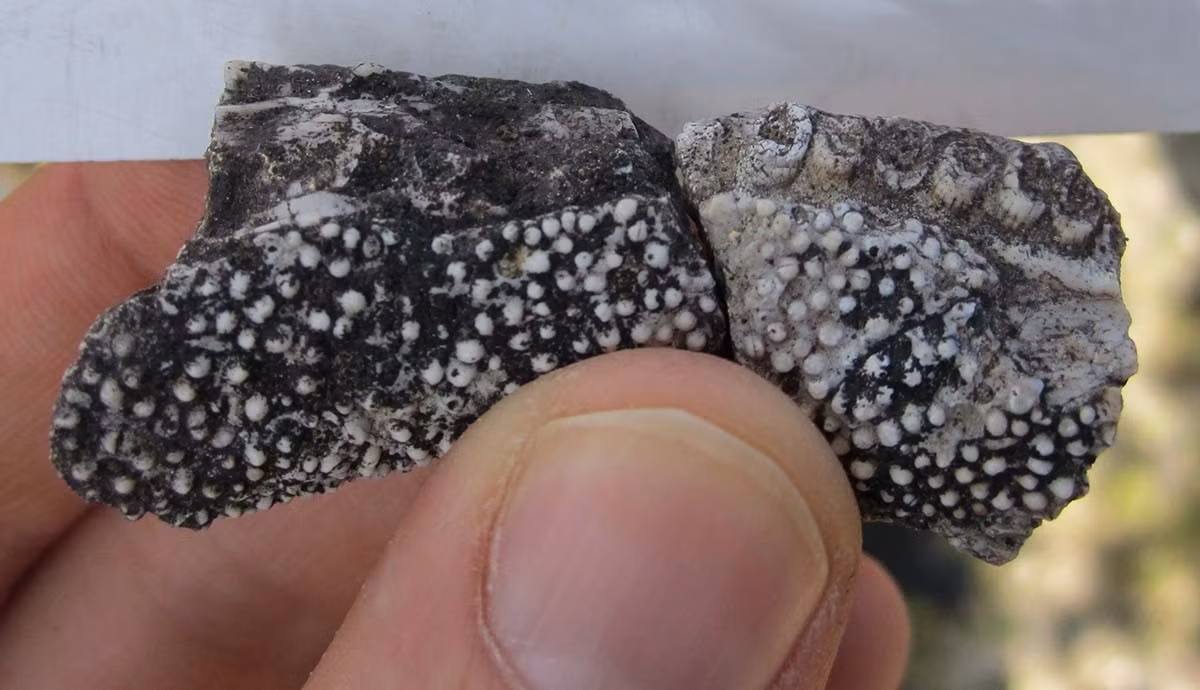 Các nhà nghiên cứu đã xác định Tanyka amnicola là loài mới dựa trên 9 xương hàm dưới hóa thạch với mỗi xương có chiều dài khoảng 15 cm, được tìm thấy trong lòng sông khô ở Đông Bắc Brazil. Ảnh: Ken Angielczyk, Field Museum.