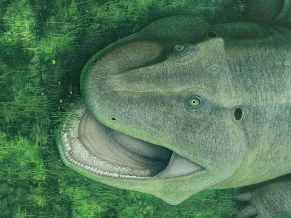 Thêm nữa, loại đá - nơi tìm thấy xương hóa thạch của Tanyka amnicola cũng cho thấy sinh vật này sống trong môi trường hồ và có lẽ có "thói quen sống dưới nước". Ảnh: Vitor Silva via SWNS.