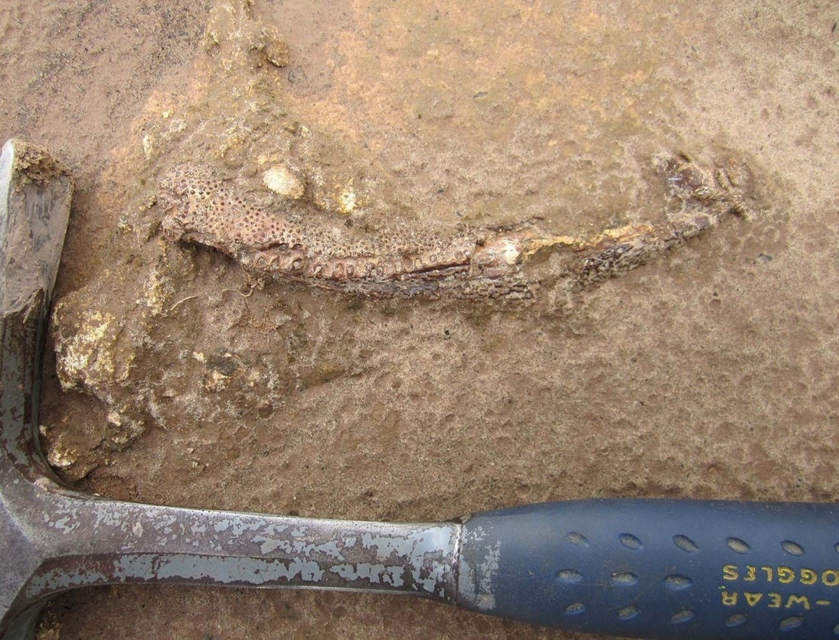 Mặc dù xuất hiện trước cả khủng long nhưng Tanyka amnicola được xem là "hóa thạch sống" vào thời kỳ Permi. Nhiều dòng dõi động vật 4 chân sớm nhất, được gọi là động vật 4 chân nguyên thủy, đã biến mất vào thời điểm đó. Tuy nhiên, dòng dõi mà loài Tanyka amnicola thuộc về dường như vẫn tồn tại trong khi nhóm động vật bốn chân nói chung đã tiến hóa đa dạng. Ảnh: Ken Angielczyk, Field Museum.