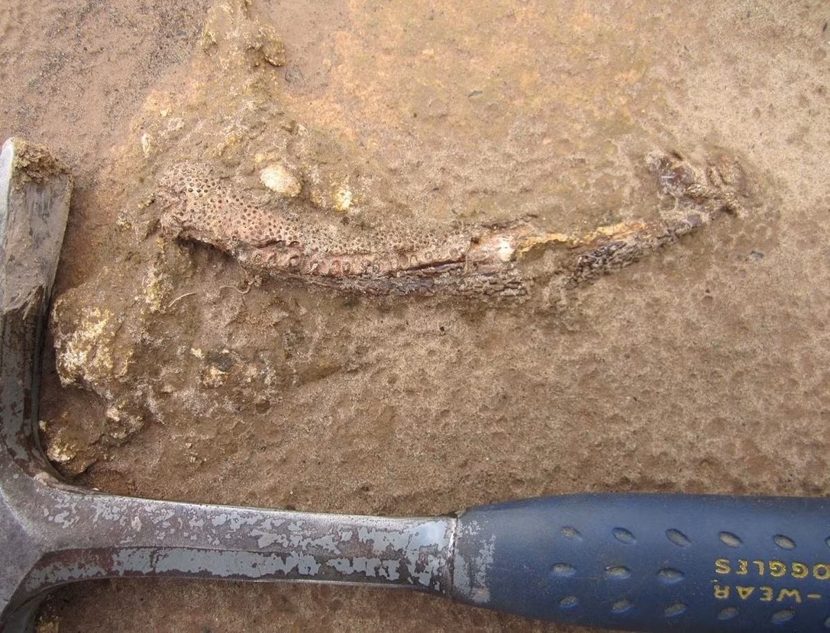 Mặc dù xuất hiện trước cả khủng long nhưng Tanyka amnicola được xem là "hóa thạch sống" vào thời kỳ Permi. Nhiều dòng dõi động vật 4 chân sớm nhất, được gọi là động vật 4 chân nguyên thủy, đã biến mất vào thời điểm đó. Tuy nhiên, dòng dõi mà loài Tanyka amnicola thuộc về dường như vẫn tồn tại trong khi nhóm động vật bốn chân nói chung đã tiến hóa đa dạng. Ảnh: Ken Angielczyk, Field Museum.