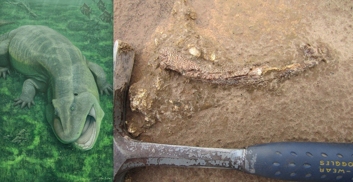 Loài mới được các nhà khoa học đặt tên là Tanyka amnicola. Đây là một thành viên cổ xưa của nhóm động vật bốn chân - một nhóm lớn các động vật có xương sống 4 chi tồn tại đến ngày nay bao gồm bò sát, động vật có vú và động vật lưỡng cư. Ảnh: Vitor Silva/Ken Angielczyk, Field Museum.