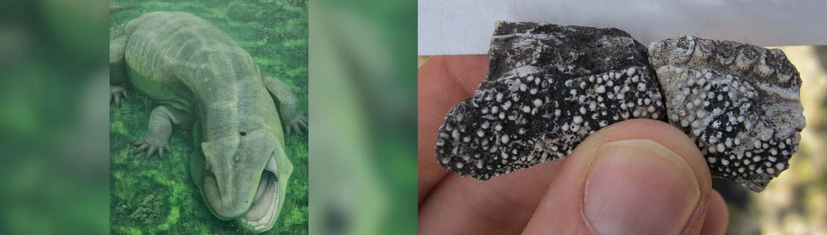 Ngoài ra, bề mặt bên trong của xương hàm dưới, được bao phủ bởi một tập hợp các cấu trúc nhỏ, giống như răng, được gọi là răng nhỏ. Chúng có thể có vai trò là nghiền thức ăn. Ảnh: Vitor Silva/Ken Angielczyk, Field Museum.