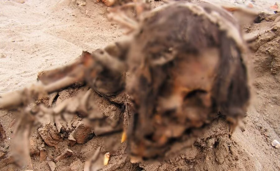 Khu vực hiến tế, Huanchaquito-Las Llamas, nằm cách biển khoảng 300m. Nơi đây được các nhà khảo cổ quan tâm kể từ năm 2011 sau khi nhận được báo cáo của người dân địa phương về phát hiện hài cốt cổ xưa phát lộ từ các cồn cát ven biển. Ảnh: National Geographic.