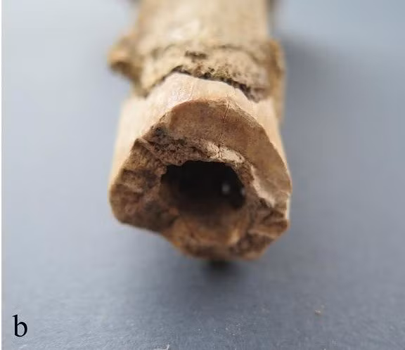 Ngoài ra, các nhà nghiên cứu phát hiện dấu vết cho thấy 7 người đàn ông trên có thể đã bị nhiễm trùng đường hô hấp ngay trước khi chết. Ảnh: M. Novak et al., PloS One (2025); CC BY 4.0.