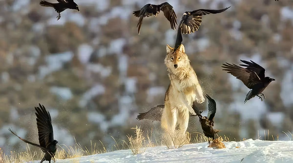 Những con quạ bay trên cao quan sát tình hình dưới mặt đất và khi phát hiện con mồi liền thông báo cho những con sói dưới mặt đất để cùng truy đuổi, vây bắt. Ảnh: Barrett Hedges, National Geographic Image Collection/Alamy.