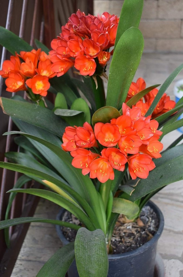  1. Lan quân tử: Lan quân tử từ lâu đã được xem là biểu tượng của sự sang trọng và thanh nhã. Không chỉ có tính thẩm mỹ cao bởi dáng lá xanh bóng và hoa nở rực rỡ, loài cây này còn mang đến nhiều lợi ích thiết thực cho sức khỏe nhờ khả năng hấp thụ khói bụi và lọc bỏ khí độc hại trong không gian sống.