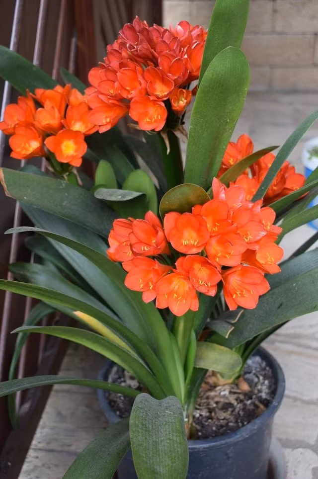  1. Lan quân tử: Lan quân tử từ lâu đã được xem là biểu tượng của sự sang trọng và thanh nhã. Không chỉ có tính thẩm mỹ cao bởi dáng lá xanh bóng và hoa nở rực rỡ, loài cây này còn mang đến nhiều lợi ích thiết thực cho sức khỏe nhờ khả năng hấp thụ khói bụi và lọc bỏ khí độc hại trong không gian sống.