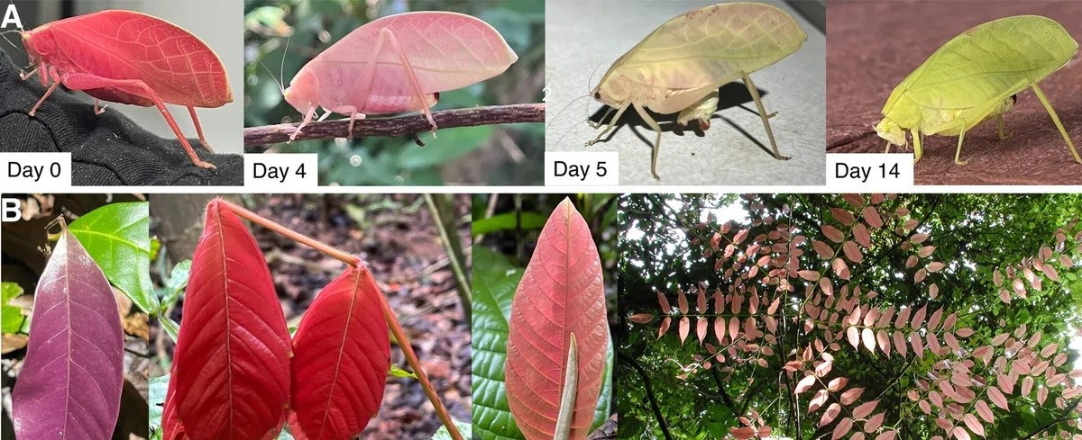 Tuy nhiên, nhóm nghiên cứu từ Đại học St Andrews (Scotland) mới đây thông báo phát hiện loài côn trùng này có thể dần dần chuyển đổi màu sắc cơ thể từ hồng sang xanh chỉ trong khoảng 11 ngày khi ở môi trường tự nhiên. Ảnh: Benito Wainwright (A) and first three of (B) Phyllis Coley (bottom right) (CC-By-4.0).