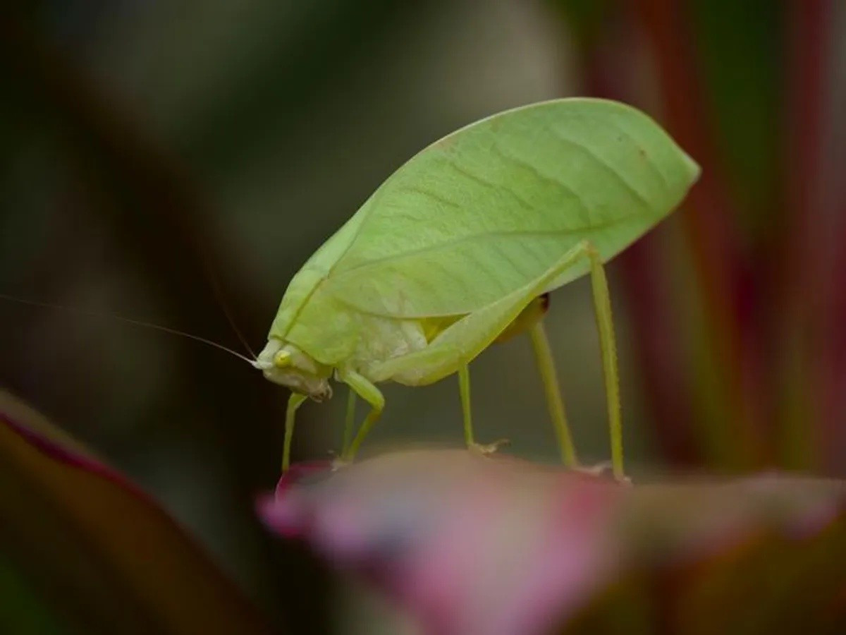 Trước đây, giới nghiên cứu từng ghi nhận những cá thể muồm muỗm katydid có màu hồng từ năm 1878 nhưng thường bị xem là đột biến hiếm, tương tự hiện tượng bạch tạng ở nhiều loài động vật. Ảnh: University of St Andrews, University of Reading, the Smithsonian Tropical Research Institute, and University of Amsterdam.