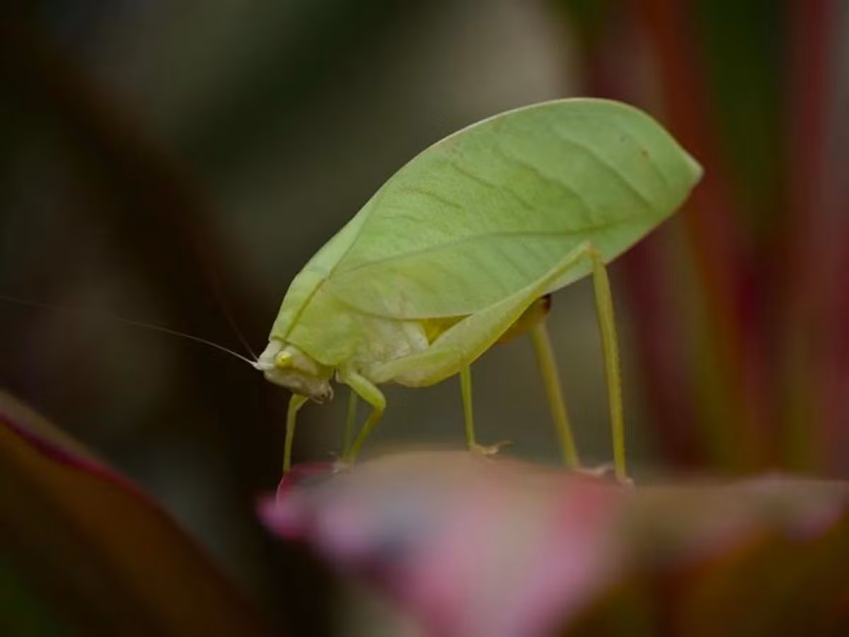 Trước đây, giới nghiên cứu từng ghi nhận những cá thể muồm muỗm katydid có màu hồng từ năm 1878 nhưng thường bị xem là đột biến hiếm, tương tự hiện tượng bạch tạng ở nhiều loài động vật. Ảnh: University of St Andrews, University of Reading, the Smithsonian Tropical Research Institute, and University of Amsterdam.