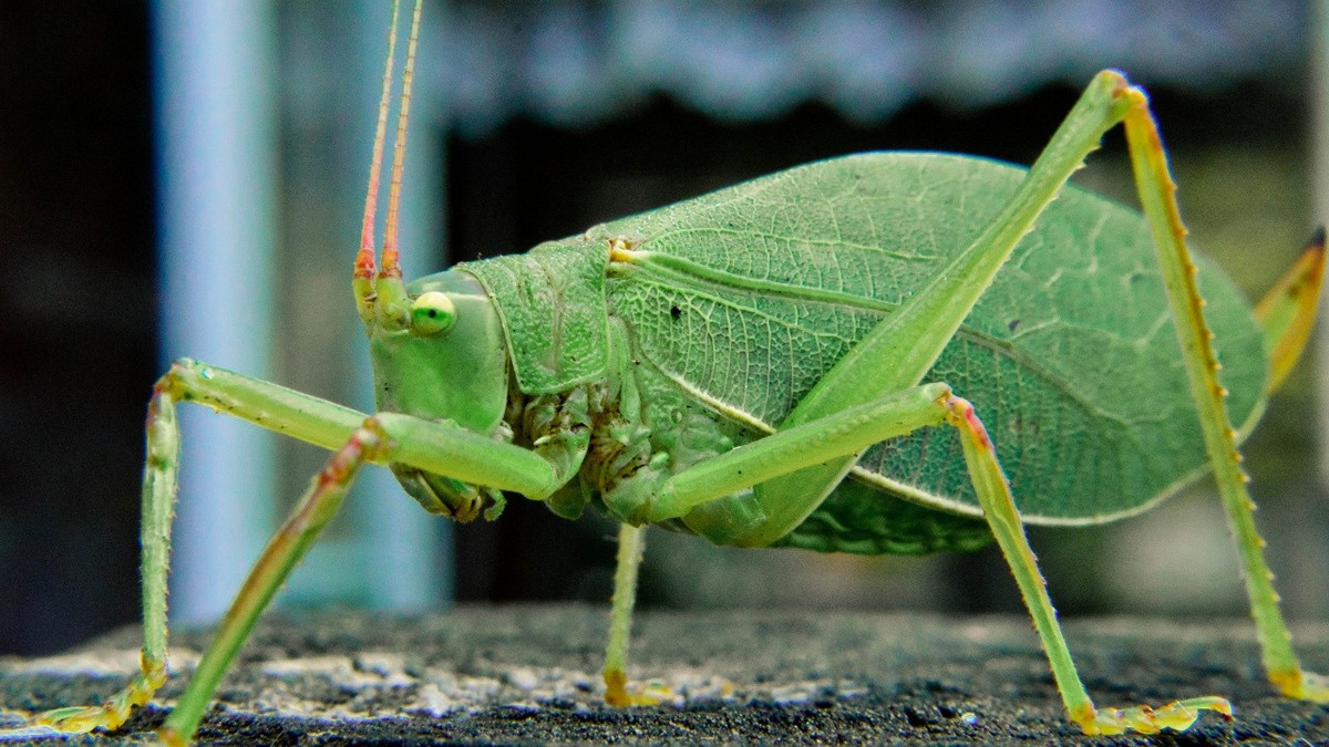 Các chuyên gia đánh giá muồm muỗm katydid là một trong những trường hợp hiếm hoi có khả năng "đồng bộ màu sắc" theo môi trường sống, cho thấy mức độ thích nghi đáng kinh ngạc của sinh vật trong hệ sinh thái rừng nhiệt đới. Ảnh: Canva.