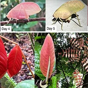 Trong các khu rừng nhiệt đới, nhiều loài thực vật non thường có màu đỏ hoặc hồng trước khi chuyển sang xanh khi trưởng thành. Theo ước tính, khoảng 36% thực vật bản địa có đặc điểm này. Ảnh: Ecology/University of Reading.