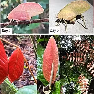 Trong các khu rừng nhiệt đới, nhiều loài thực vật non thường có màu đỏ hoặc hồng trước khi chuyển sang xanh khi trưởng thành. Theo ước tính, khoảng 36% thực vật bản địa có đặc điểm này. Ảnh: Ecology/University of Reading.