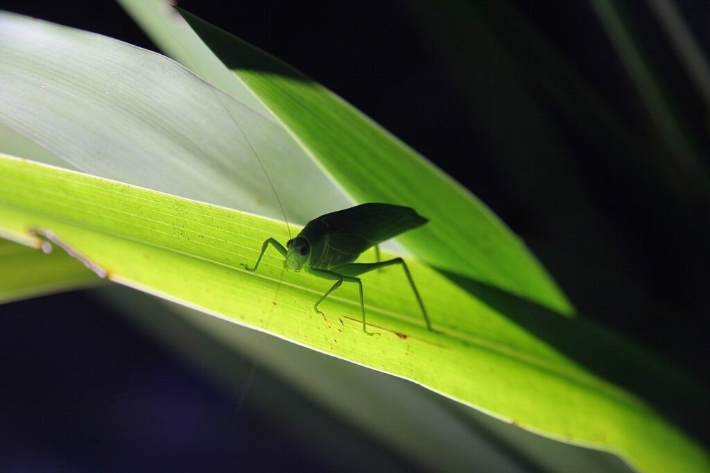 Nhờ chiến lược sinh tồn tinh vi này, muồm muỗm màu hồng ở giai đoạn đầu đời có thể ngụy trang, hòa lẫn với lá non của cây cối để tránh bị kẻ săn mồi phát hiện, ăn thịt. Khi lá cây chuyển sang màu xanh, loài này cũng thay đổi màu sắc tương ứng, duy trì khả năng ngụy trang hiệu quả. Ảnh: Wikimedia Commons