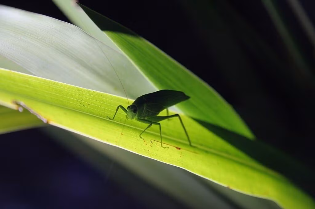 Nhờ chiến lược sinh tồn tinh vi này, muồm muỗm màu hồng ở giai đoạn đầu đời có thể ngụy trang, hòa lẫn với lá non của cây cối để tránh bị kẻ săn mồi phát hiện, ăn thịt. Khi lá cây chuyển sang màu xanh, loài này cũng thay đổi màu sắc tương ứng, duy trì khả năng ngụy trang hiệu quả. Ảnh: Wikimedia Commons