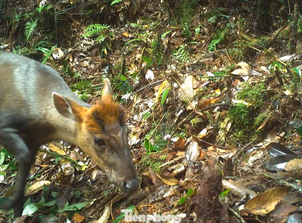 Cá thể mang Trường Sơn có thân hình giống hoẵng, nhưng nhỏ hơn hoẵng và gần như nhỏ nhất trong họ Hươu nai Cervidae. Khi trưởng thành, chúng có trọng lượng từ 14 - 20 kg. Ảnh: Tiền phong.