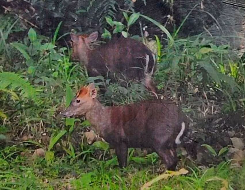 Khu vực phân bố của mang Trường Sơn bao gồm các cánh rừng già. Ảnh: Vườn Quốc gia Bạch Mã.