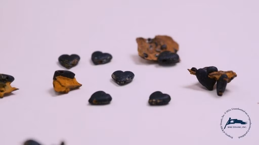 Điều các chuyên gia chắc chắn là chiếc vòng cổ là một món món đồ trang sức tang lễ thời Victoria. Phân tích các hạt trên chiếc vòng cho thấy chúng được làm từ một loại thủy tinh gọi là thủy tinh French Jet - loại thủy tinh mô phỏng đá quý và có giá thành phải chăng. Ảnh: RMS Titanic, Inc.