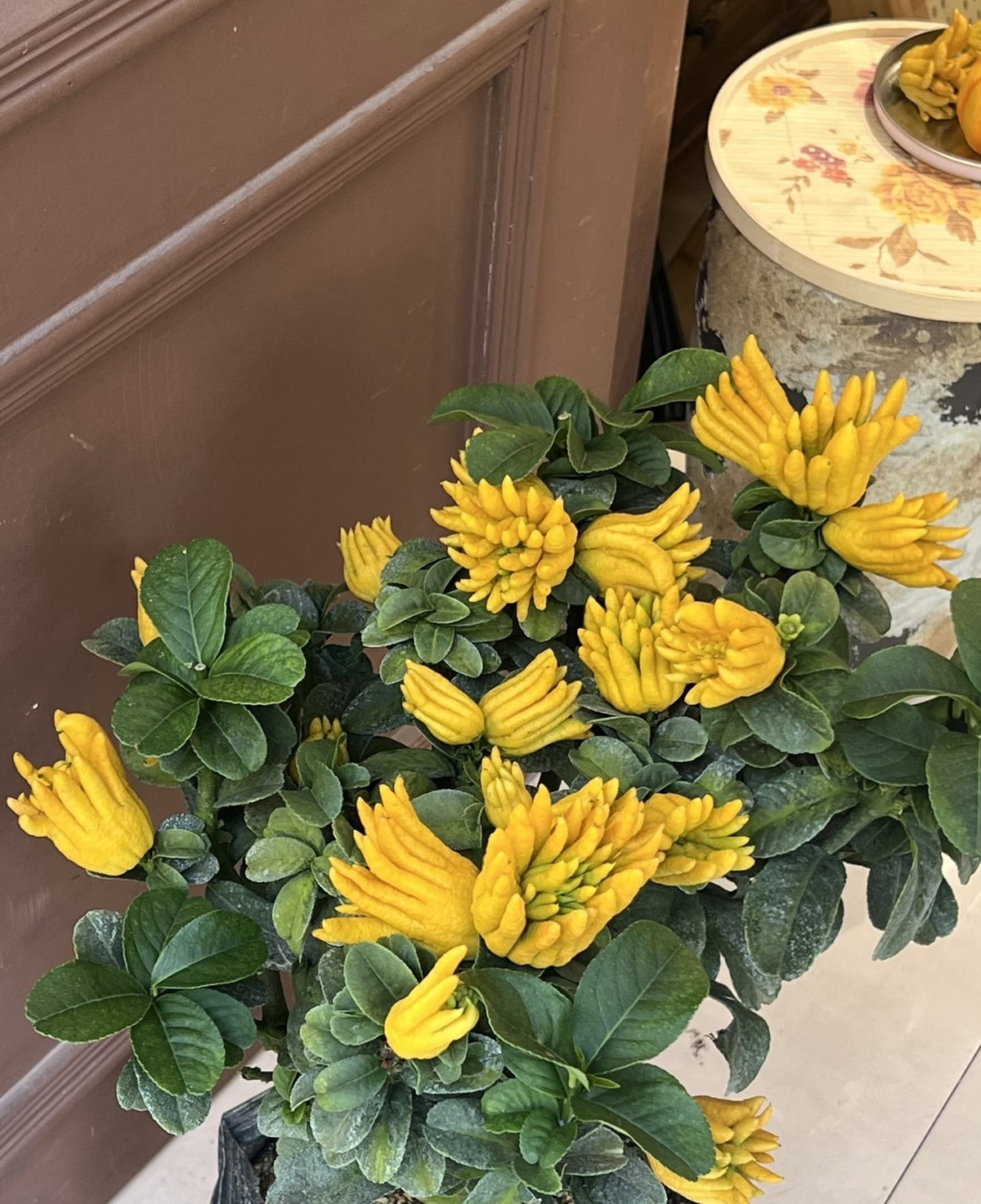 Cây thuộc dạng thân gỗ nhỏ hoặc cây bụi thường xanh, có gai, lá dài, dày và đặc biệt tỏa mùi thơm đậm hơn các loài cam quýt khác.