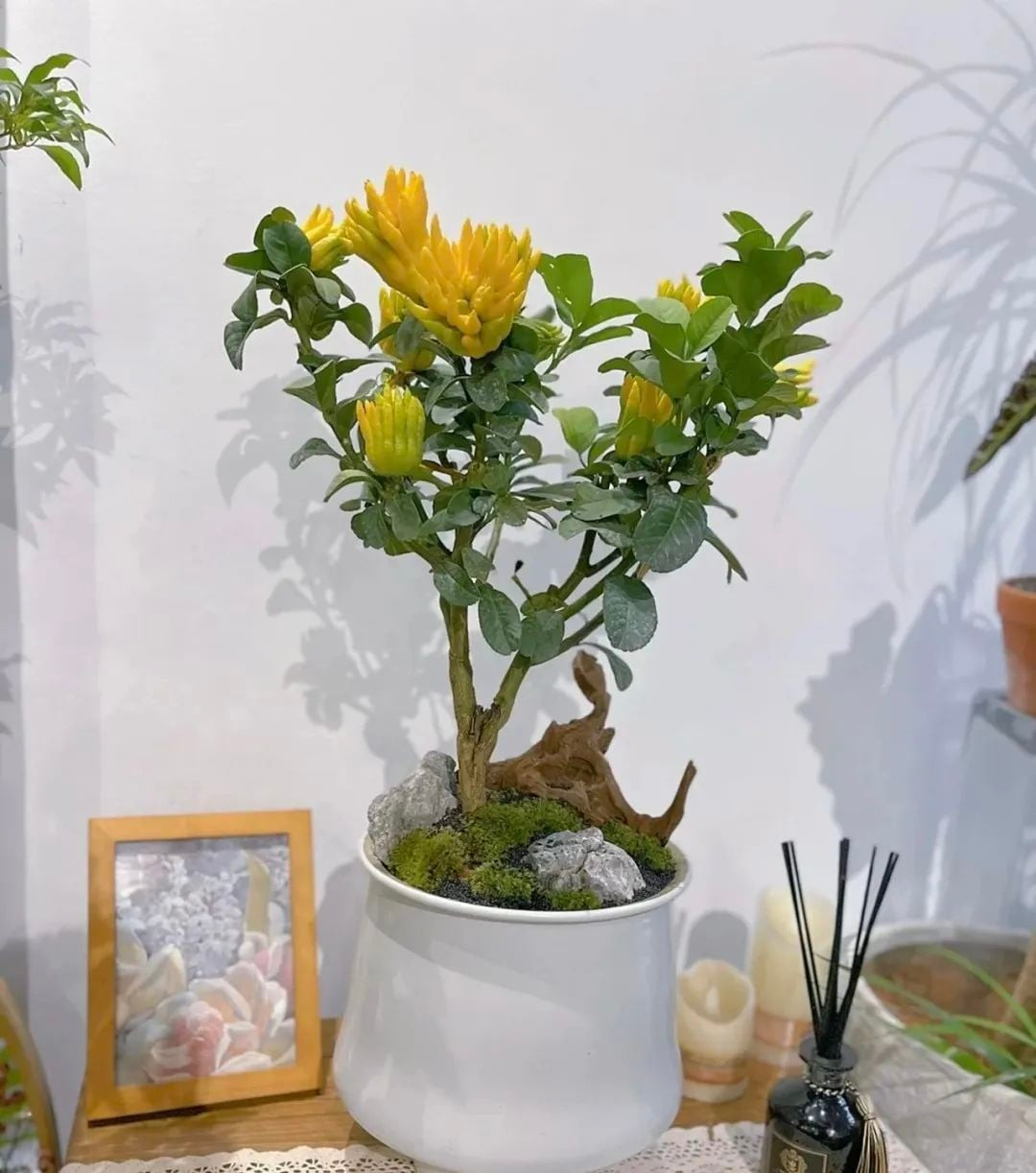 Để phát huy tốt ý nghĩa phong thủy, nên đặt cây ở hướng Đông Nam – hướng sinh khí, hoặc tại phòng khách, phòng làm việc, nơi cần sự hài hòa và tập trung.