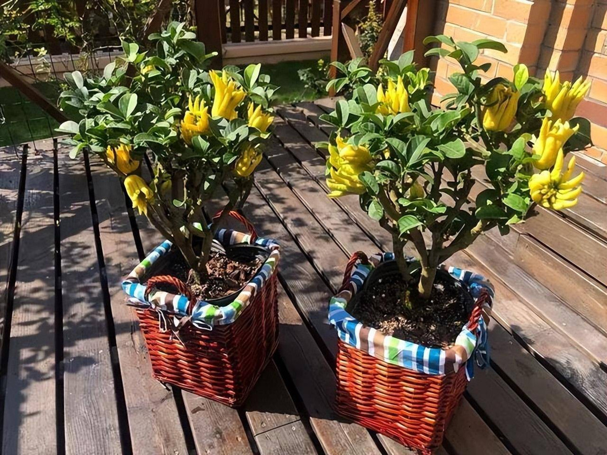 Phật thủ ưa nắng, ưa ẩm, cần được đặt ở nơi có ánh sáng tốt như ban công, bệ cửa sổ; cây càng xanh tốt thì năng lượng phong thủy càng mạnh.