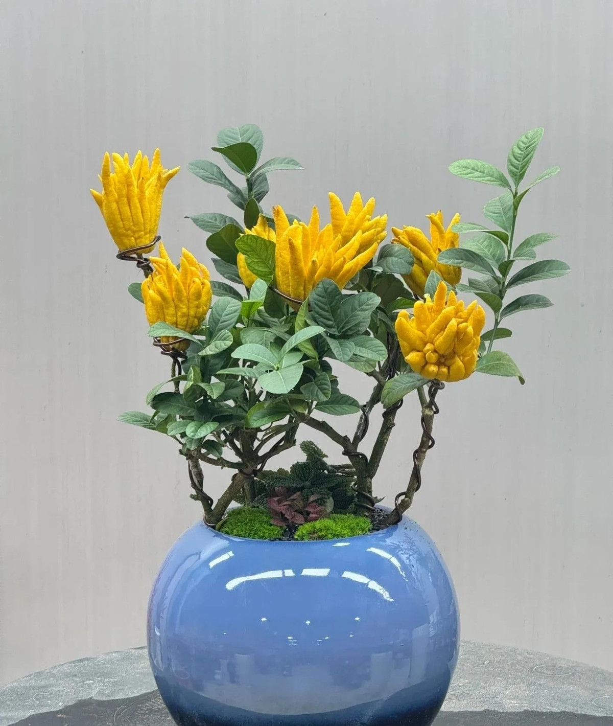 Vỏ quả Phật thủ có thể dùng làm mứt, pha trà hoặc làm thuốc trong Đông y, giúp điều hòa khí huyết, làm dịu cổ họng, tiêu đờm – vừa đẹp nhà, vừa tốt cho sức khỏe.