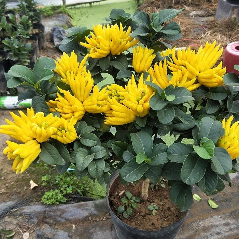 Bên trong quả gần như toàn cùi, không có tép nước và hạt nên Phật thủ không dùng để ăn tươi mà chủ yếu để làm cảnh, làm thuốc hoặc chế biến.