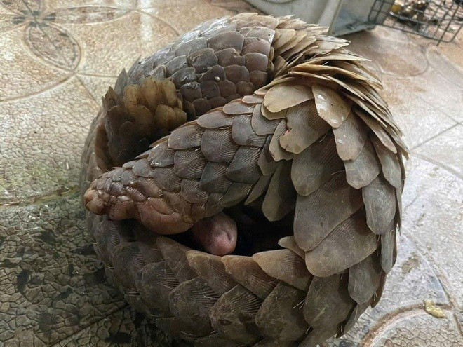 Tê tê là động vật thuộc Danh mục loài nguy cấp, quý, hiếm được ưu tiên bảo vệ, mọi hành vi săn, bắt, vận chuyển, buôn bán trái phép... đều có thể bị xử lý theo quy định của pháp luật. Ảnh: Tiền phong.