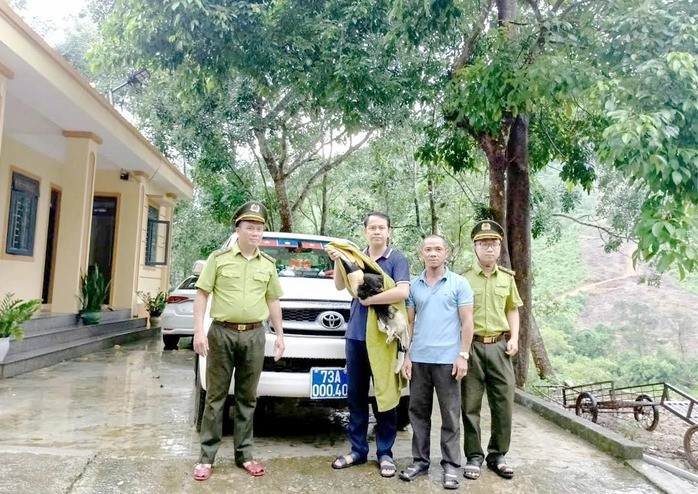 Thời gian gần đây, một số cá thể chim hồng hoàng quý hiếm bay lạc vào nhà dân ở miền Trung. Gần đây nhất, vào chiều ngày 13/10, UBND xã Trường Sơn, tỉnh Quảng Trị phối hợp với đơn vị kiểm lâm, công an đã bàn giao một cá thể chim hồng hoàng quý hiếm do người dân tự nguyện giao nộp cho Trung tâm Cứu hộ, bảo tồn và Phát triển sinh vật, Vườn Quốc gia Phong Nha - Kẻ Bàng (Quảng Trị) để chăm sóc, thả về tự nhiên. Ảnh: Người lao động.