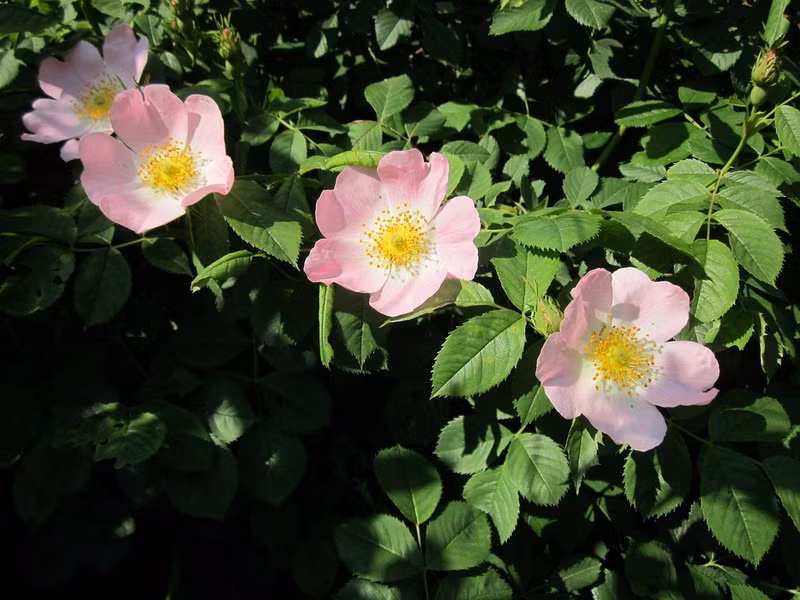Tầm xuân (Rosa canina) cao 3m, là cây bản địa của châu Âu, Tây Á và Bắc Phi. Loài cây có cành cong, nhiều gai này thường được trồng làm bờ giậu, đã du nhập đến nhiều nơi trên thế giới.
