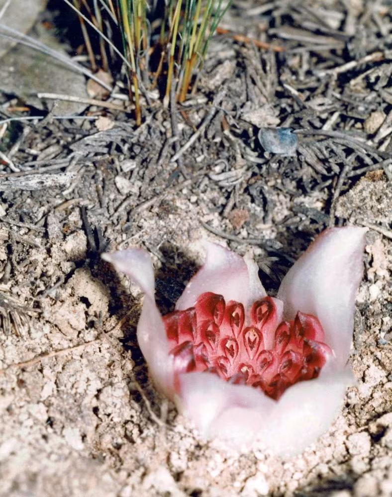 Là một trong những loài thực vật độc đáo nhất thế giới, Rhizanthella gardneri là tên khoa học của loài cây thuộc họ Lan, có nguồn gốc từ phía Tây Australia. Ảnh: Jean and Fred Hort.