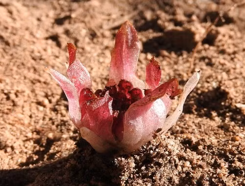 Do không bao giờ tiếp xúc với ánh sáng Mặt trời nên quá trình thụ phấn và phát tán hạt giống đã thích nghi với sự tồn tại dưới lòng đất. Hoa của Rhizanthella gardneri tỏa ra mùi ẩm mốc nồng nặc, dễ thu hút các loài côn trùng nhỏ sống trong đất như ruồi muỗi hoặc mối. Ảnh: ramcad1.