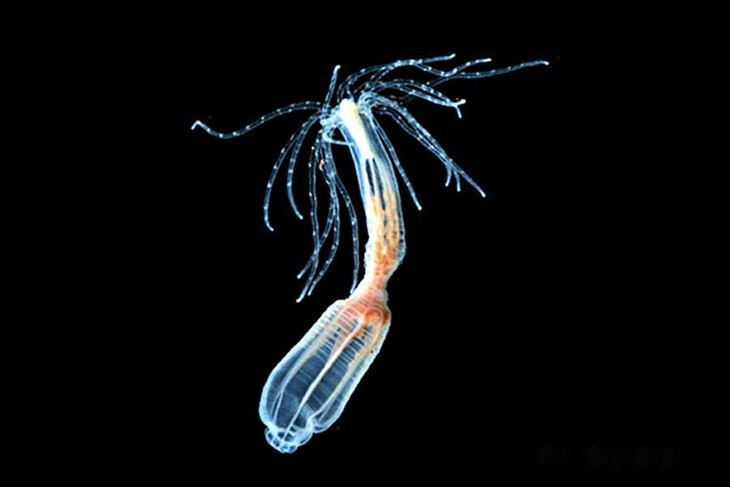 Hải quỳ sao biển (Nematostella vectensis), đại diện cho nhóm Cnidaria, "họ hàng" của thủy tức và sứa là một trong những loài sinh vật sở hữu khả năng đặc biệt. Ảnh: Whitney Lab for Marine Bioscience.