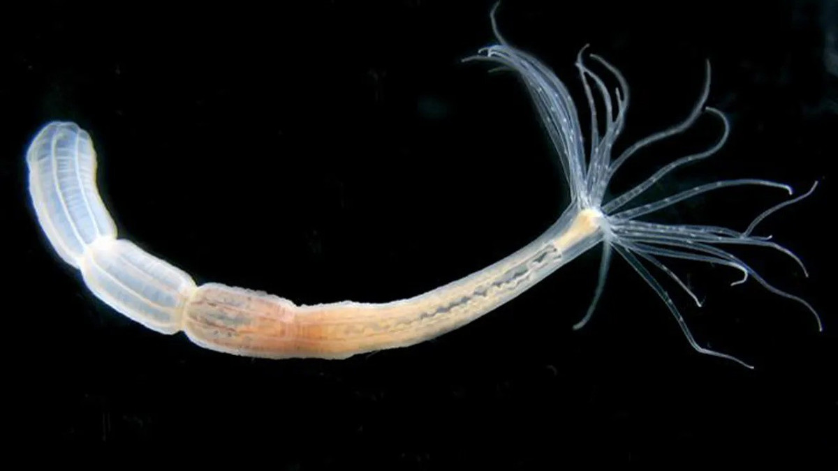 Để đi đến kết luận này, nhóm nghiên cứu đã sử dụng công nghệ giải trình tự bộ gene đơn bào kết hợp chuyển gene. Từ đó, họ theo dõi quá trình phát triển tế bào dựa trên hồ sơ phiên mã (mRNA). Ảnh: Yulia Kraus.