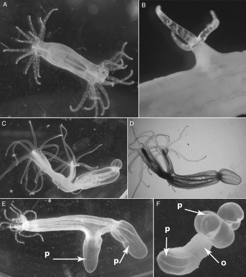 Theo các nhà khoa học, việc giải mã chính xác cơ chế "trẻ mãi" của hải quỳ sao biển sẽ có thể mở ra cơ hội ứng dụng vào nhiều lĩnh vực y học trong tương lai, bao gồm phát triển những liệu pháp phục hồi các cơ quan bị tổn thương nặng hay kéo dài tuổi thọ của con người. Ảnh: researchgate.net.