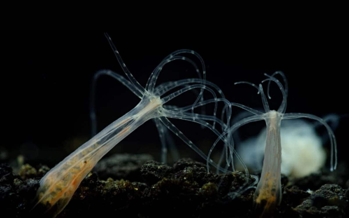 Tiến sĩ Andreas Denner, tác giả chính của nghiên cứu, cho biết: "Chúng tôi đã xác định được nhóm tế bào có thể trở thành tế bào thần kinh hoặc tế bào tuyến. Đây là ứng viên hàng đầu cho vai trò tế bào gốc và có thể giải thích vì sao hải quỳ gần như "trẻ mãi"". Ảnh: Marine Biological Laboratorybioquest Studios.