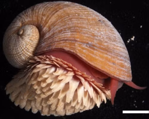 Vào năm 2019, nghiên cứu của các nhà khoa học chỉ ra lớp vảy trên thân của loài ốc sên chân vảy không phải để bảo vệ khỏi sự tấn công của loài săn mồi mà là để ngăn chặn mối đe dọa độc hại đến từ bên trong. Ảnh: inaturalist.