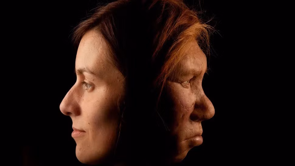 Người Neanderthal đã tuyệt chủng hơn 30.000 năm trước. Họ là một trong những người anh em họ đã tuyệt chủng của chúng ta. Mới đây, một nghiên cứu cho thấy sự không tương thích về mặt di truyền giữa người Neanderthal và người hiện đại có thể đã đẩy nhanh sự tuyệt chủng của họ. Ảnh: Getty Images.