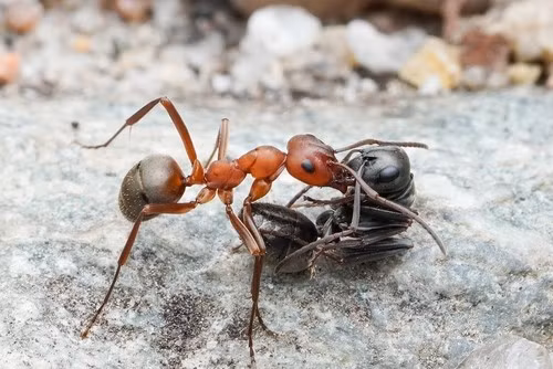 Các nhà nghiên cứu cảnh báo người dân không nên thử phương pháp này tại nhà vì kiến có thể là nơi trú ngụ của ký sinh trùng. Các nhà nghiên cứu đã loại bỏ bất kỳ ký sinh trùng tiềm ẩn nào trước khi đem "sữa chua kiến" đến nhà hàng. Ảnh: Jonghyun Park.