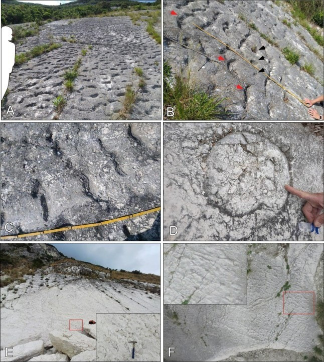 Trong số này, những dấu chân cổ đại cho thấy rùa biển sống cách đây khoảng 79 triệu năm trong kỷ Phấn trắng muộn. Lớp đá vôi là một phần của vụ lở bùn dưới nước do động đất gây ra. Ảnh: Sciencedirect.com.