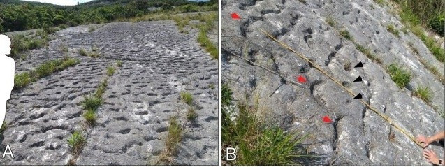 Hoạt động địa chấn phong phú trong tầng địa chất này cũng được củng cố bởi hàng thập kỷ nghiên cứu tổng hợp. Các lát cắt mỏng của mẫu đá cho thấy các vi hóa thạch của các sinh vật sống dọc theo đáy biển cho thấy môi trường đáy biển sâu hàng trăm mét. Ảnh: Sciencedirect.com.