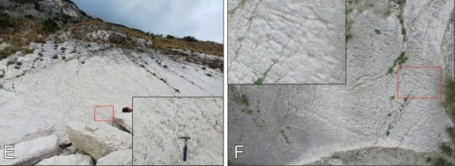 Vào cuối kỷ Phấn trắng, chỉ có các loài bò sát biển như rùa biển, plesiosaur và mosasaur mới đủ lớn để tạo ra những dấu chân này. Hai loài sau được cho là có thói quen sống đơn độc. Nếu hành vi của rùa biển cổ đại giống với một số loài ngày nay thì các nhà nghiên cứu suy đoán chúng có thể đã kiếm ăn gần bờ hoặc rời khỏi mặt nước để đẻ trứng. Ảnh: Sciencedirect.com.