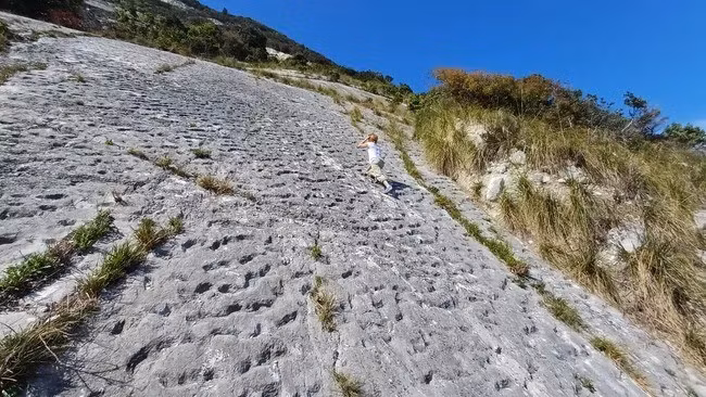 Các nhà leo núi vô tình phát hiện bằng chứng về việc những con rùa biển "chạy trốn" khi xảy ra trận động đất vào khoảng 80 triệu năm trước. Họ đã nhận ra tầm quan trọng của phát hiện này bởi vì những rãnh trên vách đá ở Monte Cònero nhìn ra biển Adriatic gợi nhớ đến những rãnh tương tự được tìm thấy ở cùng khu vực hồi đầu năm. Ảnh: Paolo Sandroni.