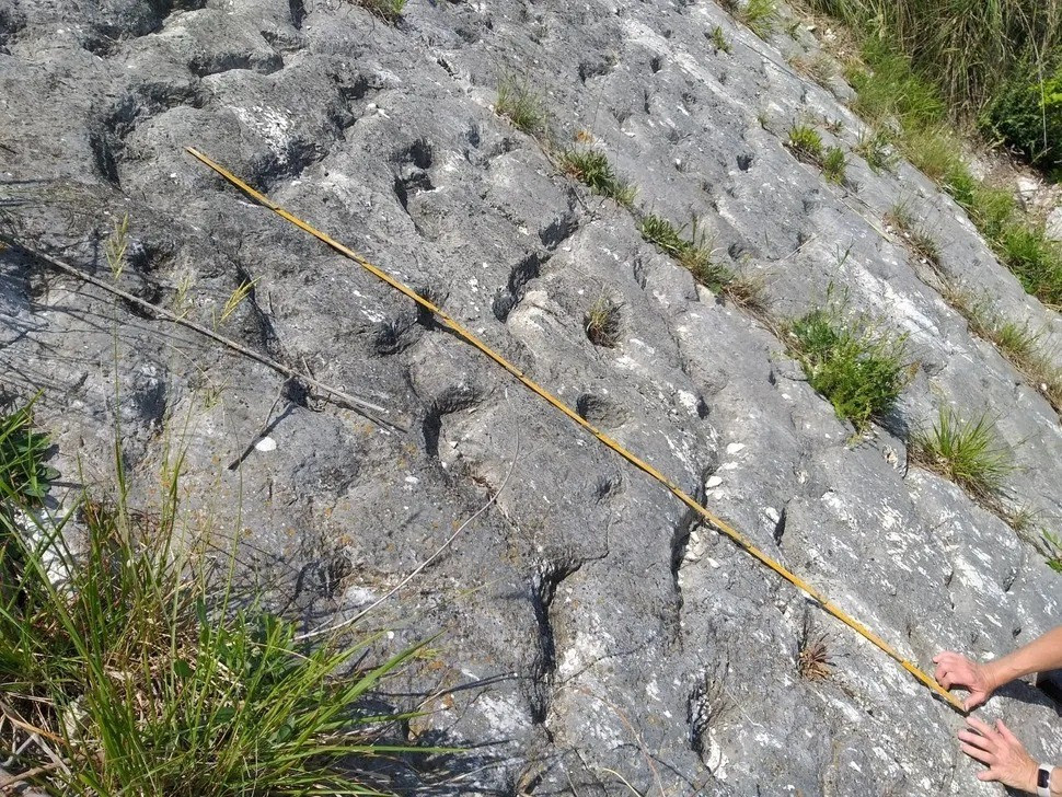 Những rãnh này được cho là do một loài bò sát biển kỷ Phấn trắng dùng chân ấn xuống đáy biển. Các nhà leo núi đã tham khảo ý kiến ​​của người bạn leo núi kiêm nhà địa chất, Paolo Sandroni, người sau đó đã liên lạc với Alessandro Montanari, Giám đốc Đài quan sát Địa chất Coldigioco (OGC), để kiểm tra phát hiện trên. Ảnh: Paolo Sandroni.